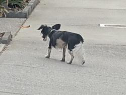 Reunited Male Dog last seen Larch Grove & Hayes Ave, San Jose, CA 95123