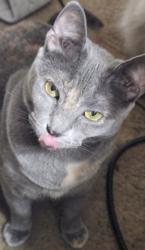 Reunited Female Cat last seen Goldsboro and bragg, Sanford, NC 27330