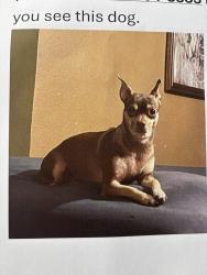 Reunited Female Dog last seen Greenwood Forest, TX, USA, Greenwood Forest, TX 77066