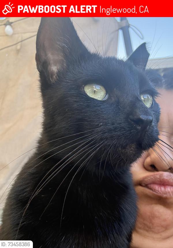 Lost Female Cat last seen 106Th and Freeman, Inglewood, CA 90304