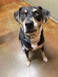 Found/Stray Male Dog last seen Near W Congress St Lafayette, LA 70506 United States, Lafayette, LA 70506