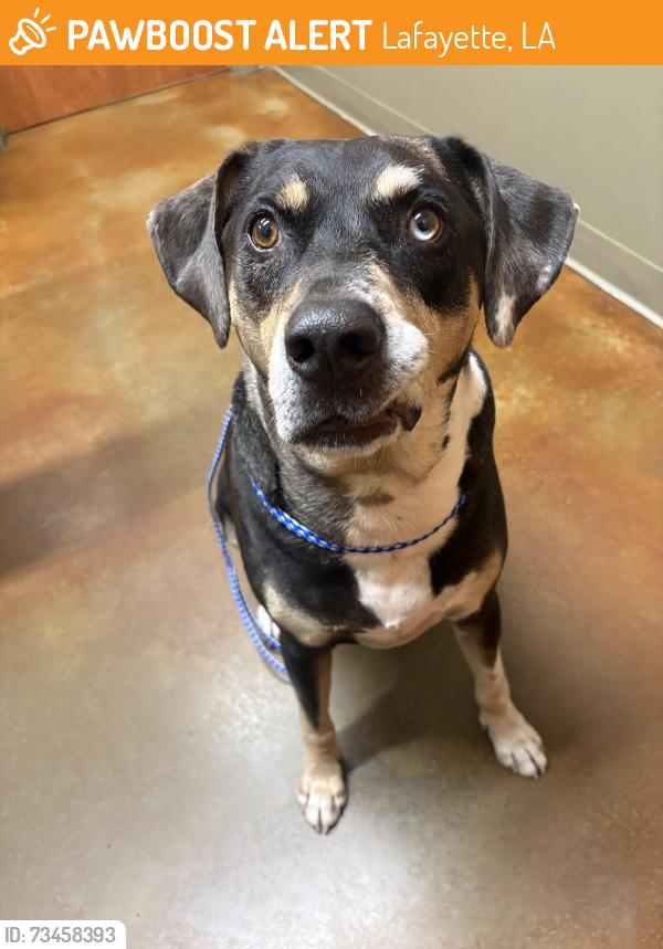 Found/Stray Male Dog last seen Near W Congress St Lafayette, LA 70506 United States, Lafayette, LA 70506