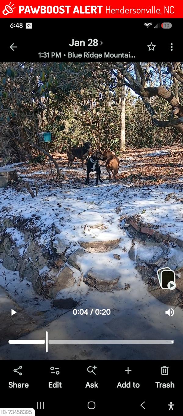 Lost Female Dog last seen Fruitland rd Lancaster rd, Hendersonville, NC 28792