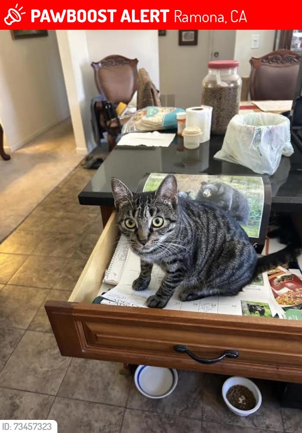 Lost Female Cat last seen Del Amo way, Ramona, CA 92065
