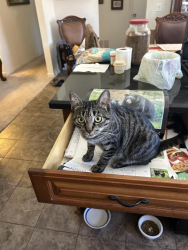 Lost Female Cat last seen Del Amo way, Ramona, CA 92065