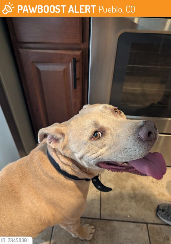Found/Stray Male Dog last seen Lake Minnequa, Pueblo, Pueblo, CO 81003