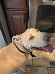 Found/Stray Male Dog last seen Lake Minnequa, Pueblo, Pueblo, CO 81003