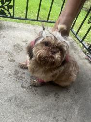 Reunited Female Dog last seen Smith & Berkeley, Columbus, OH 43207