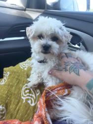 Lost Male Dog last seen Edgar drew dorminey road, Enigma, GA 31749