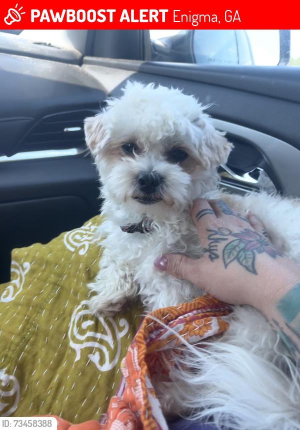Lost Male Dog last seen Edgar drew dorminey road, Enigma, GA 31749