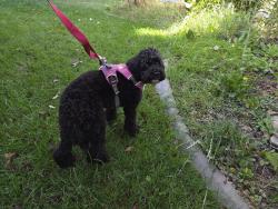 Found/Stray Male Dog last seen Bogart and riverside, Garden City, ID 83714