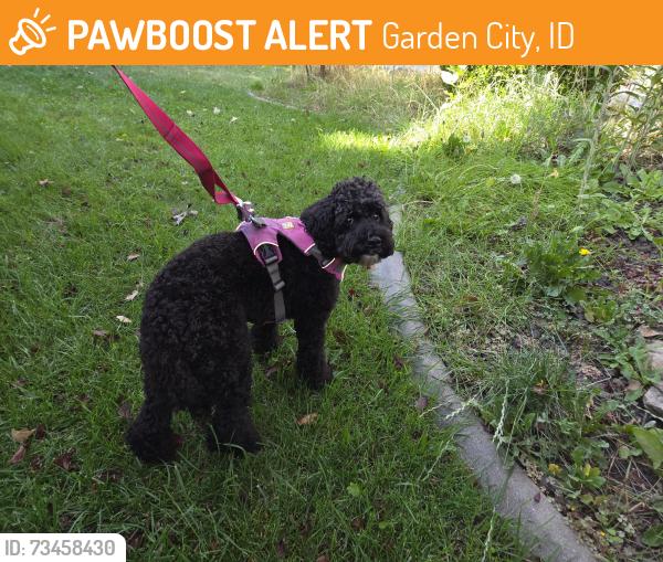 Found/Stray Male Dog last seen Bogart and riverside, Garden City, ID 83714
