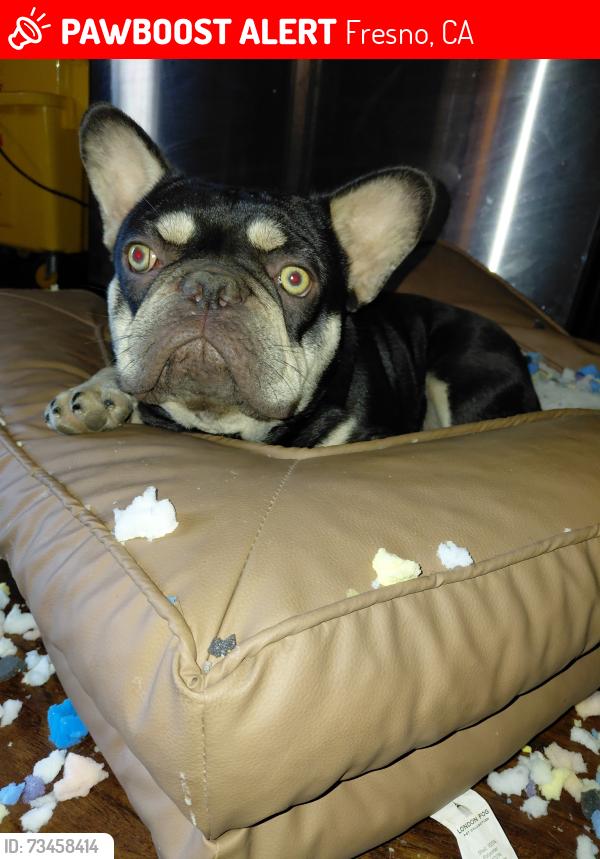 Lost Male Dog last seen Shields and west, Fresno, CA 93705