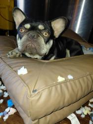 Lost Male Dog last seen Shields and west, Fresno, CA 93705
