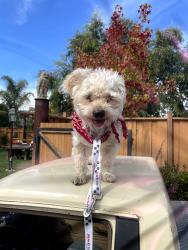 Found/Stray Male Dog last seen Maple st, Livermore, CA 94550