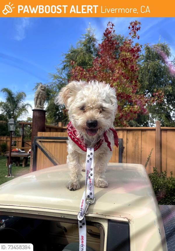 Found/Stray Male Dog last seen Maple st, Livermore, CA 94550