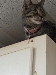 Lost Female Cat last seen Pizza hut, Bellefonte, PA 16823