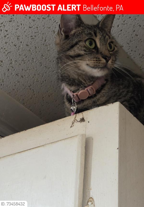 Lost Female Cat last seen Pizza hut, Bellefonte, PA 16823