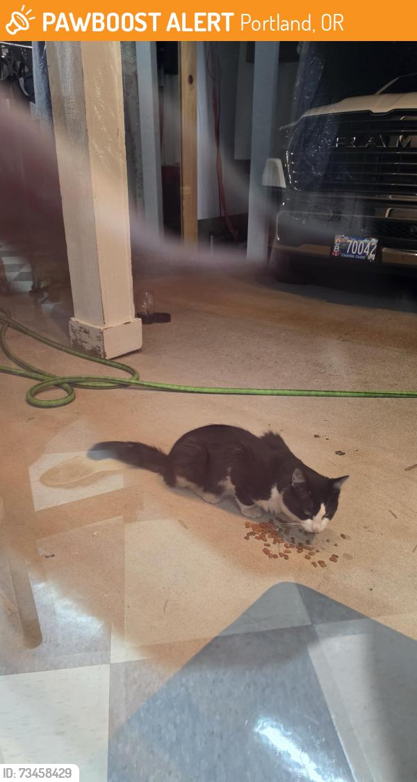Found/Stray Male Cat last seen Near and Ellis, Portland, OR 97266
