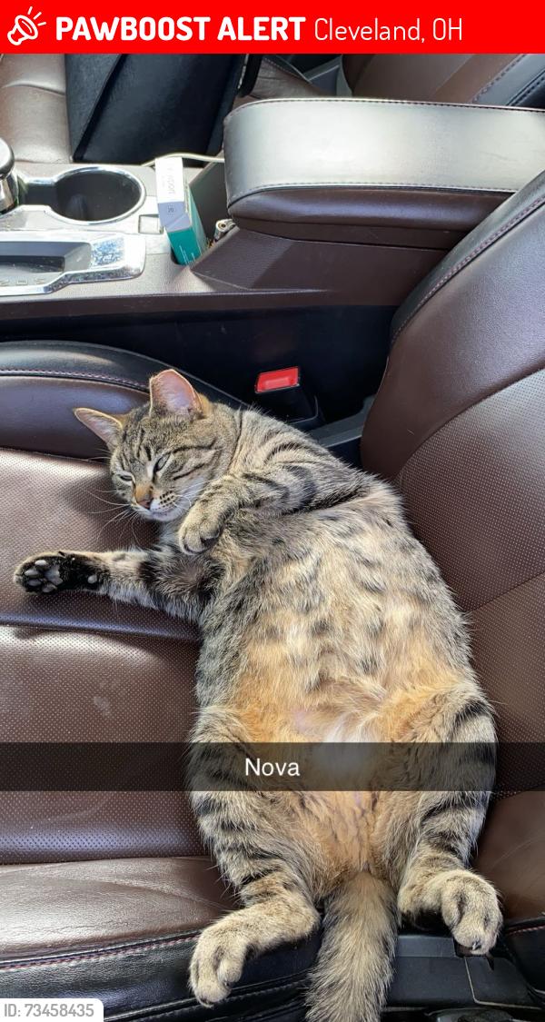 Lost Female Cat last seen W 150th St. Puritas, Cleveland, OH 44135