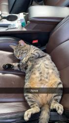 Lost Female Cat last seen W 150th St. Puritas, Cleveland, OH 44135