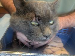 Found/Stray Unknown Cat last seen Near Park Avenue Methodist Church, Minneapolis, MN 55407