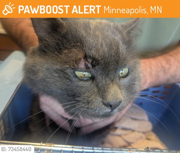 Found/Stray Unknown Cat last seen Near Park Avenue Methodist Church, Minneapolis, MN 55407