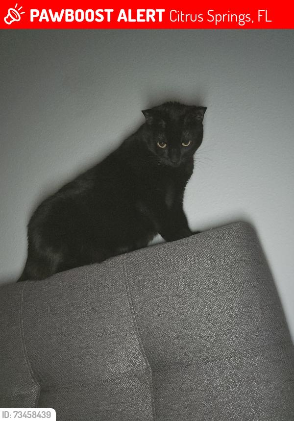 Lost Female Cat last seen Vercelli Lane and Elston, Citrus Springs, FL 34434