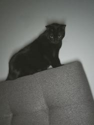 Lost Female Cat last seen Vercelli Lane and Elston, Citrus Springs, FL 34434