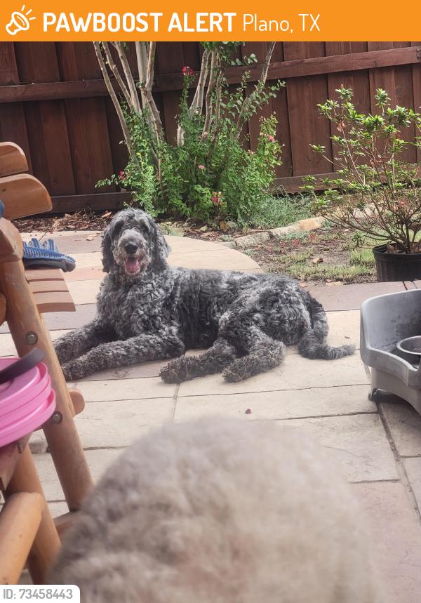 Found/Stray Unknown Dog last seen Independence and Patagonia, Plano, TX 75025