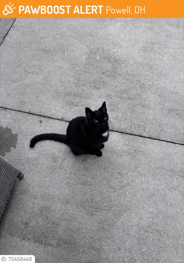 Found/Stray Female Cat last seen 315, right by the powell rd intersection, in my yard, Powell, OH 43035