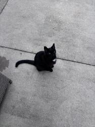 Found/Stray Female Cat last seen 315, right by the powell rd intersection, in my yard, Powell, OH 43035