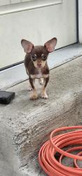 Reunited Male Dog last seen Near el morro rd lot 9 academny and chelton or delta, Colorado Springs, CO 80910