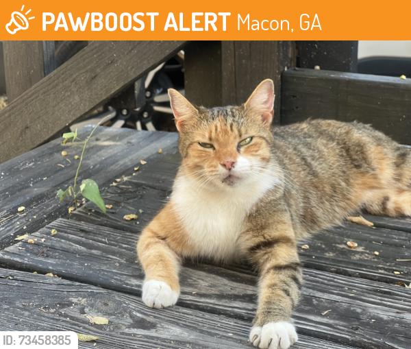 Found/Stray Female Cat last seen Hillyer Ave and Courtland Ave, Macon, GA 31204