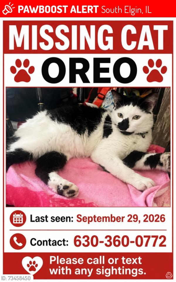Lost Male Cat last seen La Fox st and sundown, South Elgin, IL 60177