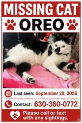 Lost Male Cat last seen La Fox st and sundown, South Elgin, IL 60177