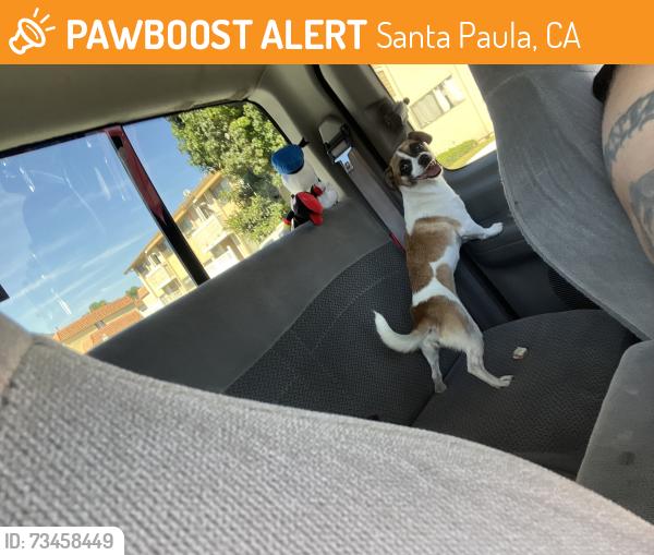 Found/Stray Unknown Dog last seen Santa Paula and 6th street, Santa Paula, CA 93060