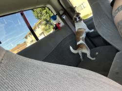 Found/Stray Unknown Dog last seen Santa Paula and 6th street, Santa Paula, CA 93060