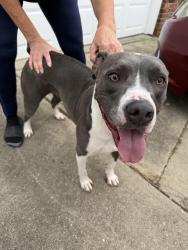 Found/Stray Female Dog last seen regal theatre, Avon, IN 46123