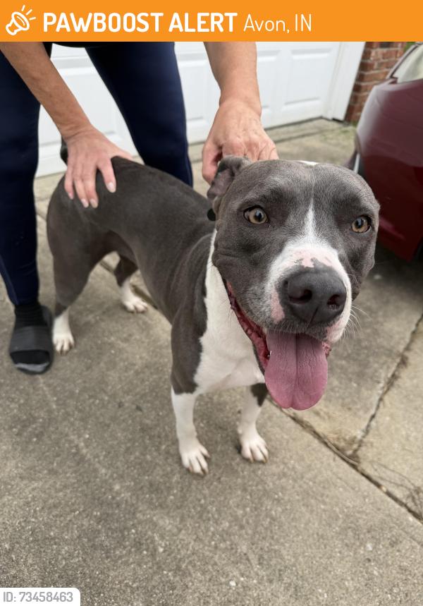 Found/Stray Female Dog last seen regal theatre, Avon, IN 46123