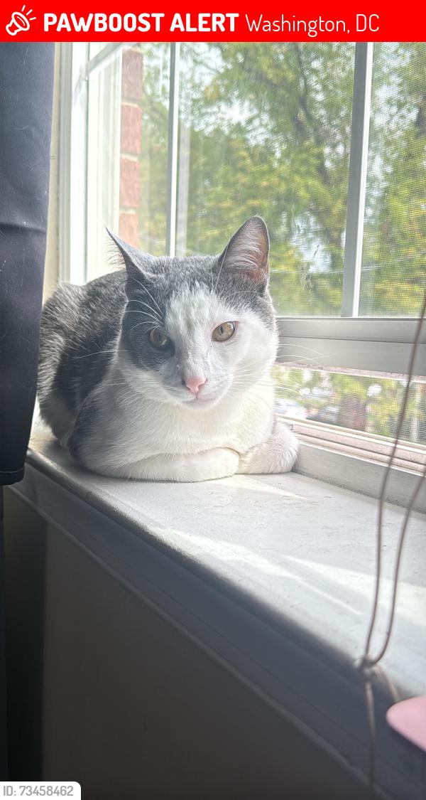 Lost Male Cat last seen Near 2nd st ne, Washington, DC 20011
