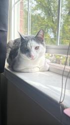 Lost Male Cat last seen Near 2nd st ne, Washington, DC 20011