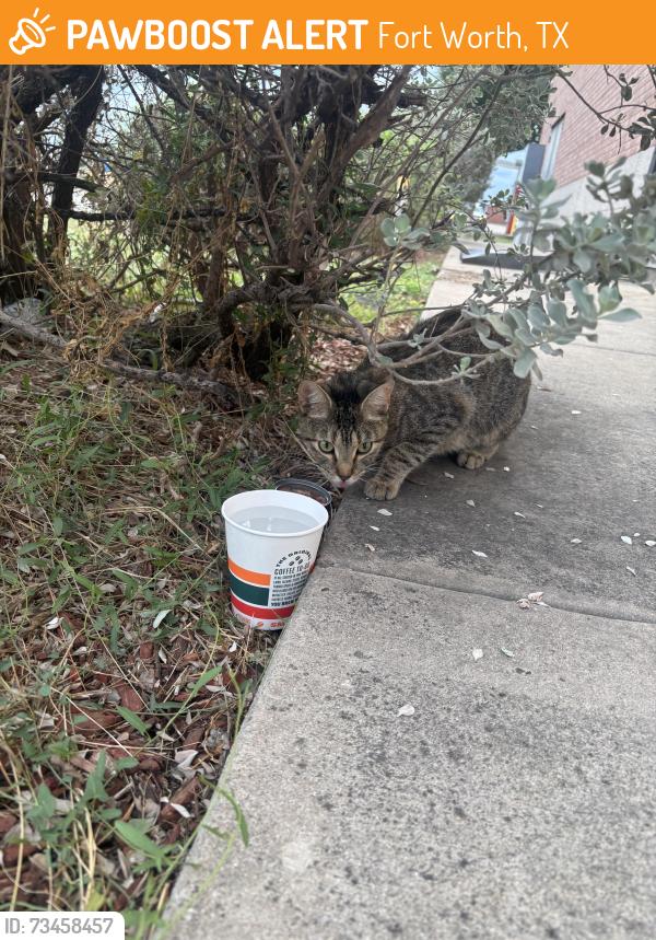 Found/Stray Female Cat last seen 7/11 - Exxon at Berry and Vaughn, Fort Worth, TX 76105