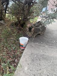Found/Stray Female Cat last seen 7/11 - Exxon at Berry and Vaughn, Fort Worth, TX 76105