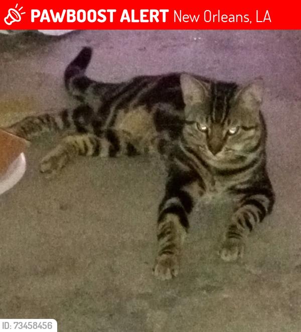 Lost Male Cat last seen Park Timbers Drive, New Orleans, LA 70131