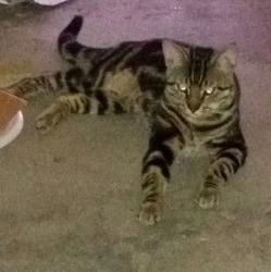 Lost Male Cat last seen Park Timbers Drive, New Orleans, LA 70131