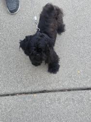Reunited Male Dog last seen Moross and Kelly, Detroit, MI 48224