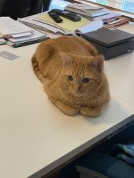 Lost Male Cat last seen 124th Huron st, Westminster, CO 80234