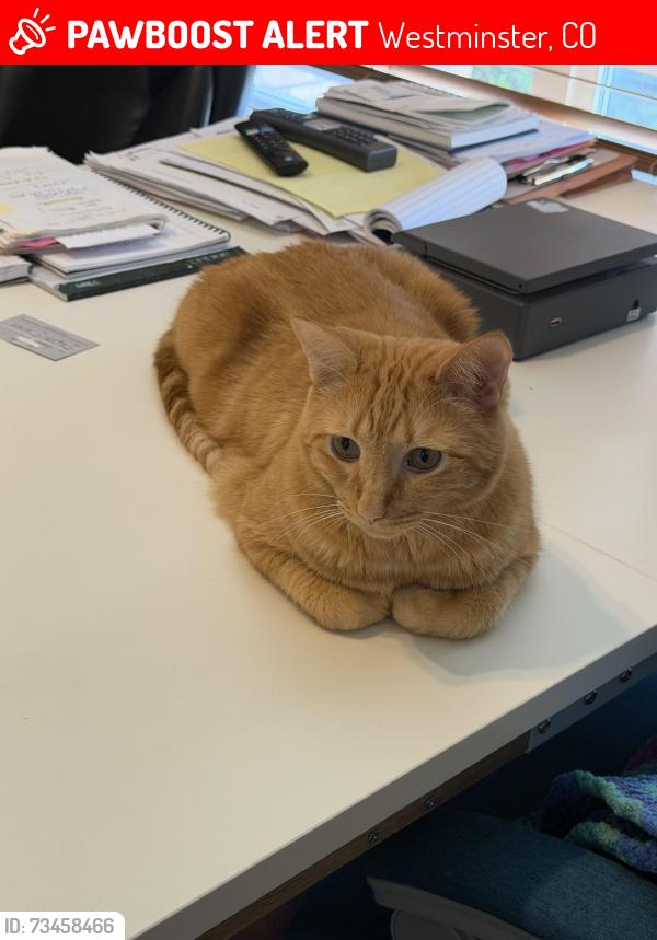 Lost Male Cat last seen 124th Huron st, Westminster, CO 80234