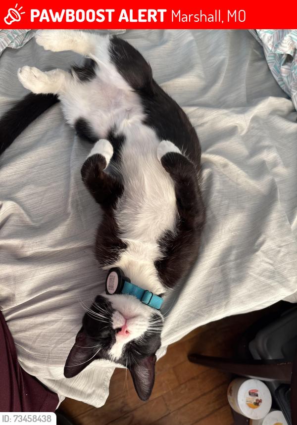 Lost Female Cat last seen Vest and Grant Street in Marshall, Mo, Marshall, MO 65340